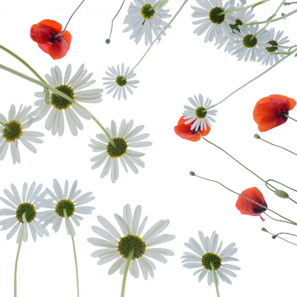 Rückert, Stephan: Fiori di prato