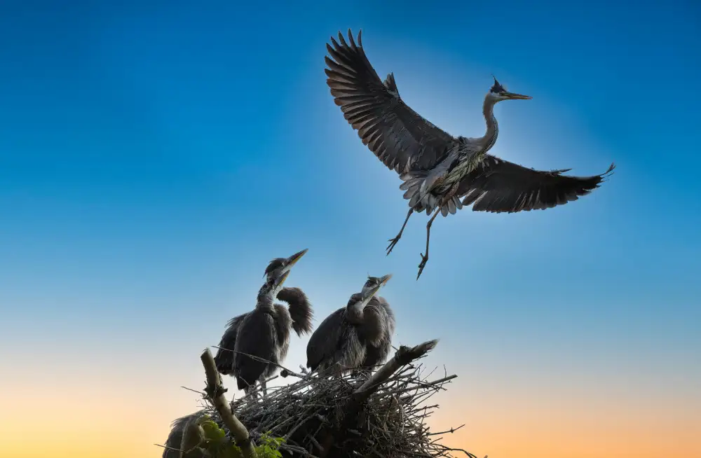 Liang, Ken: Imparando a volare