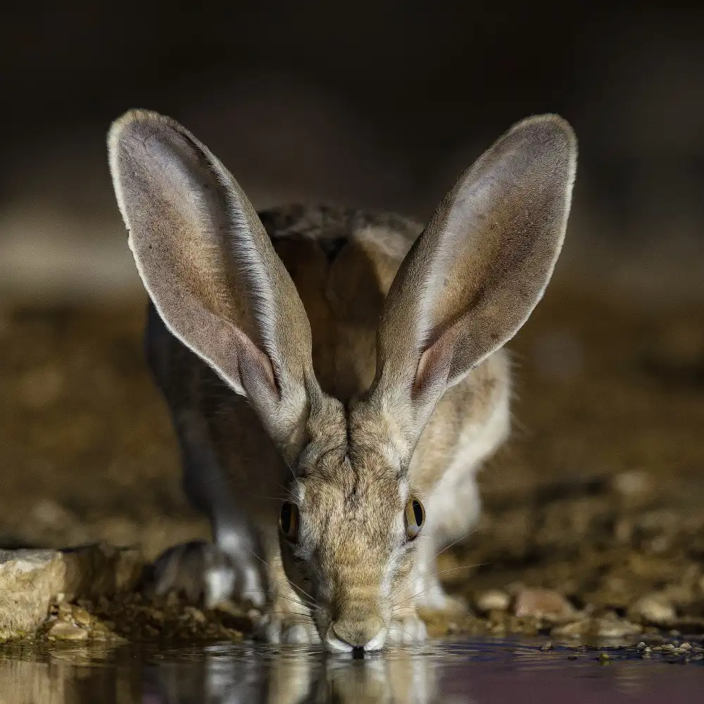 Manusevich, David: Hare