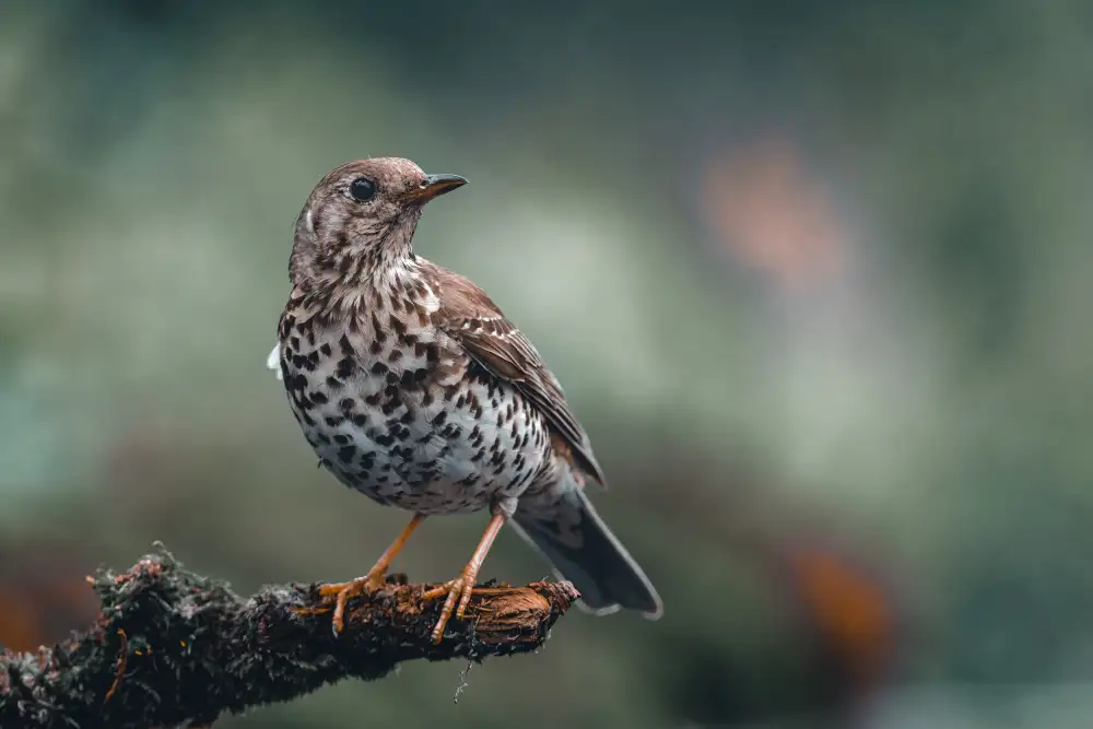 Horst, ter Gert: Mistle Thrush perching