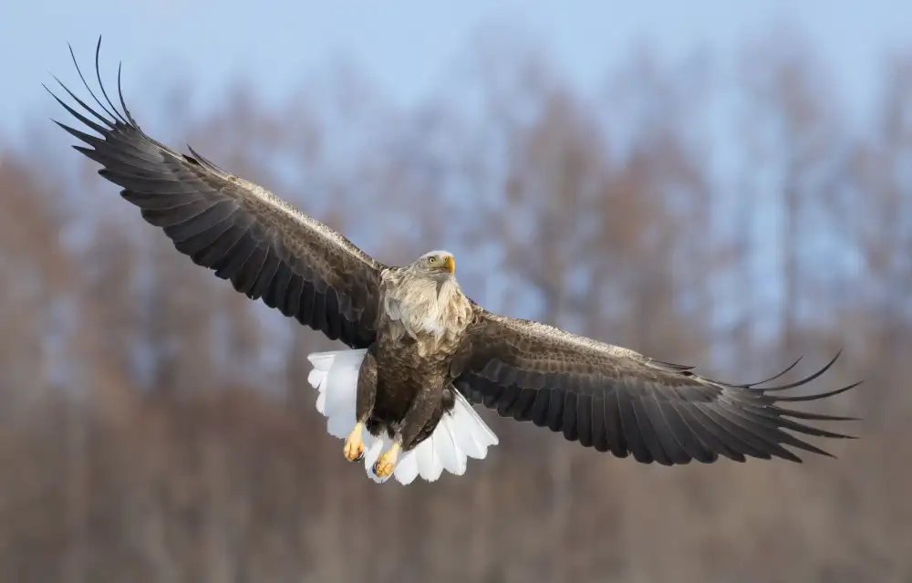 Tjandra, C.S.: Aquila dalla coda bianca