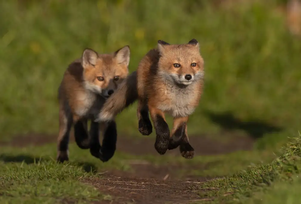 Huang, Johnson: Red Fox
