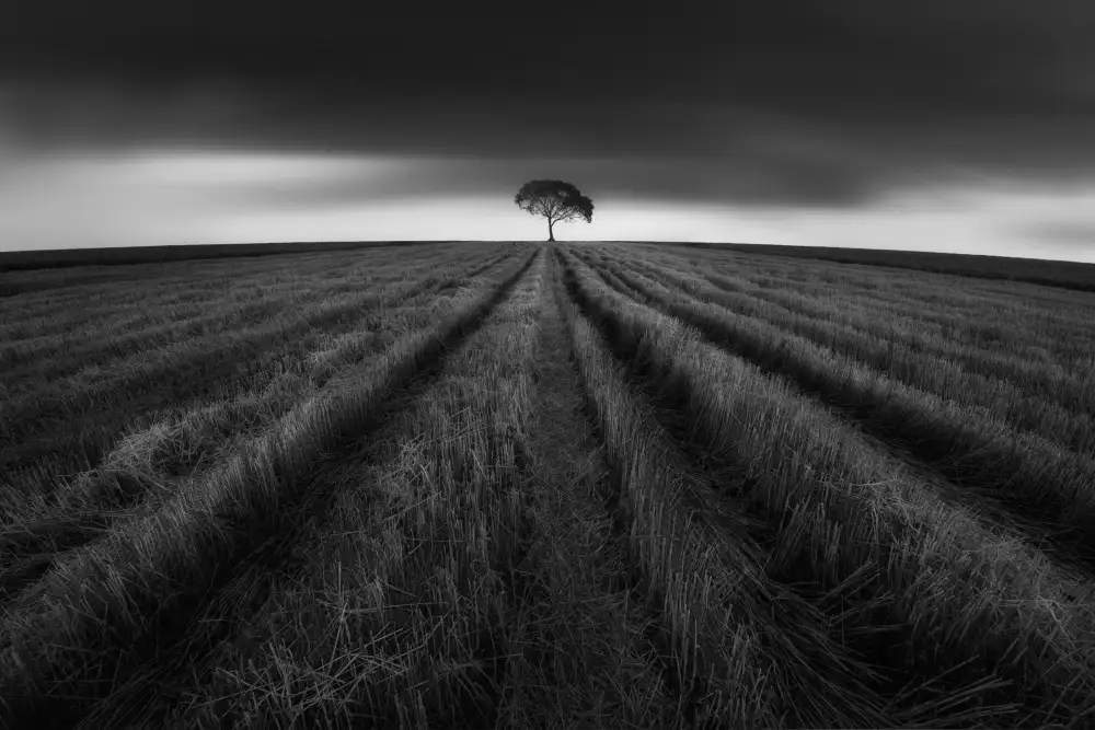 Ye, NingYun: campo de trigo después de la cosecha