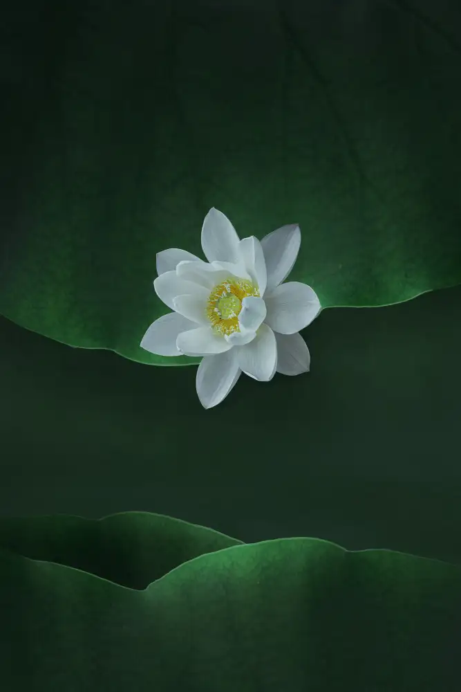 Ye, NingYun: Lotus