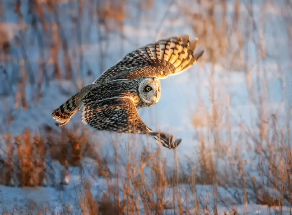 Huang, Tao: Short-eared Owl