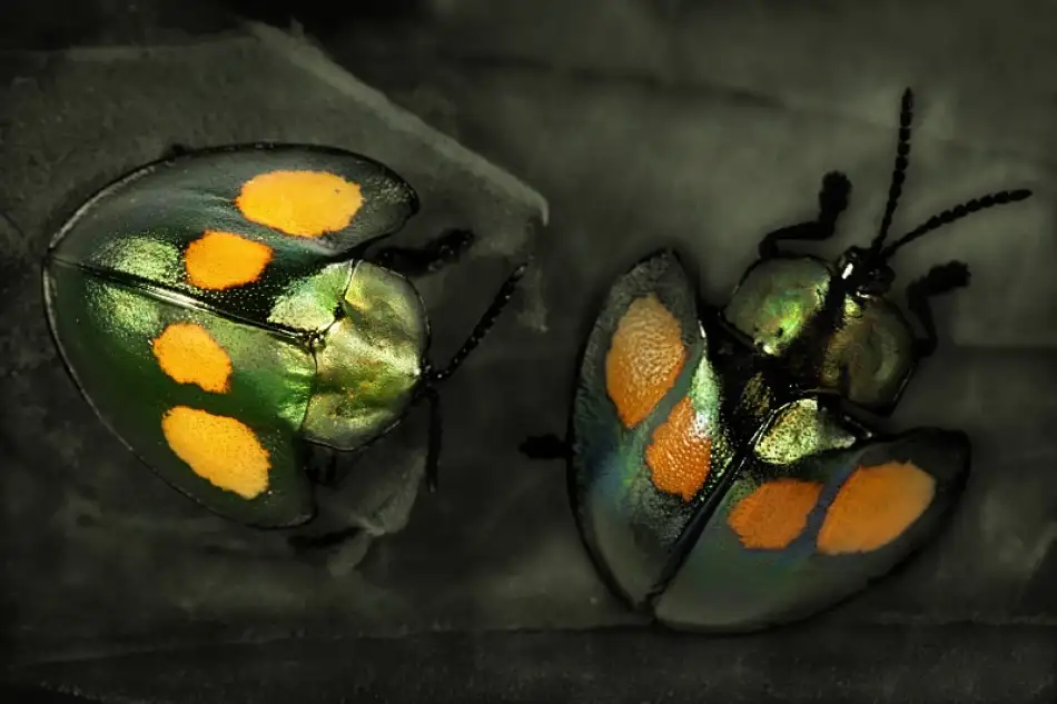 Hoffman, Jimmy: Leaf  beetles