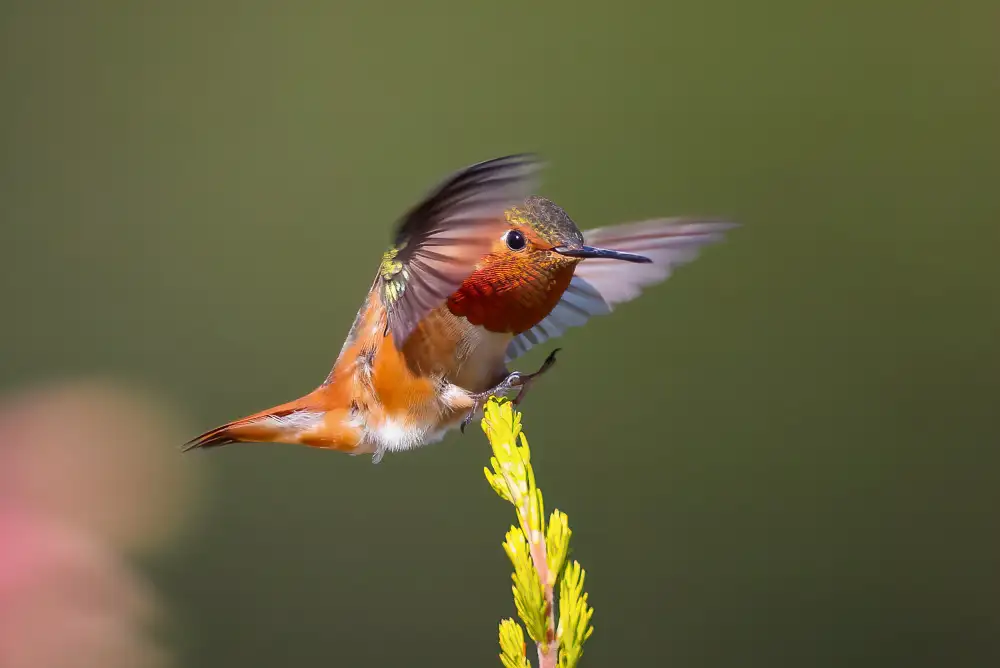 Huang, Johnson: hummingbird