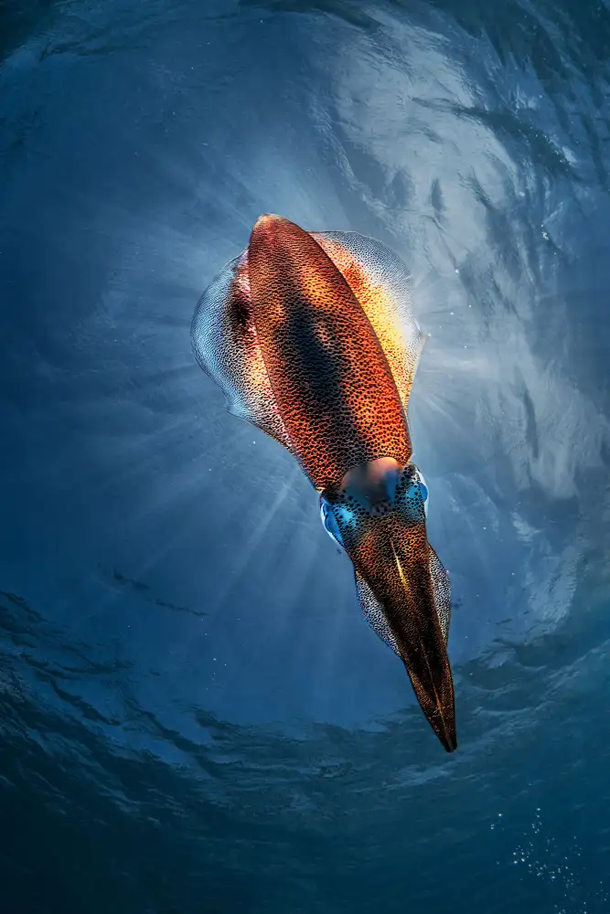 Lu, Jennifer: Glowing Squid