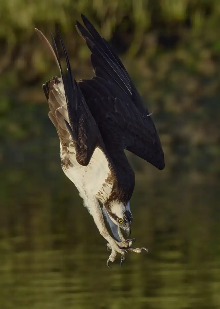 Chen, Johnny: Ospreys catch fish
