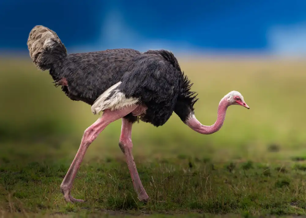 Elsheshtawy, Ahmed: Common ostrich