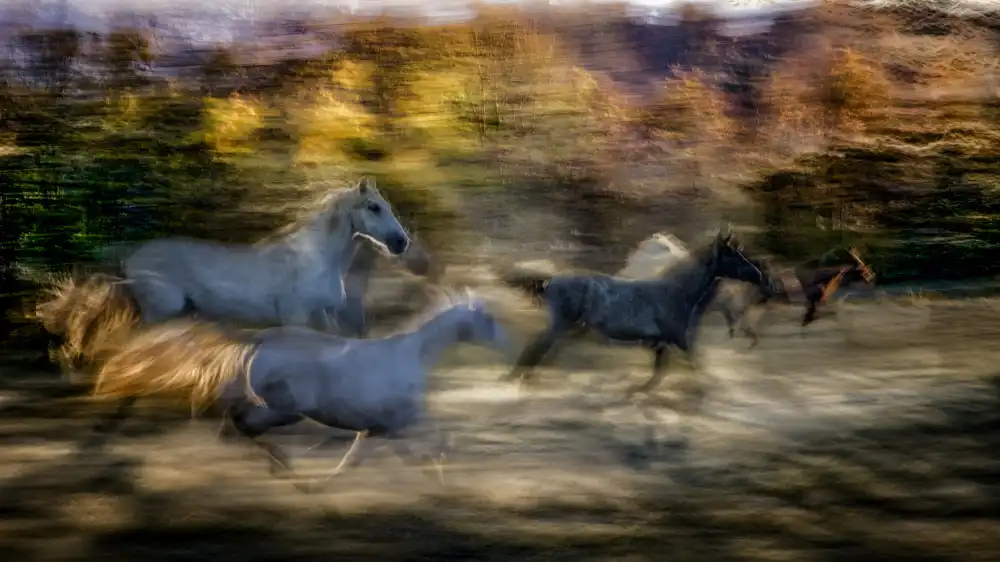 Malovrh, Milan: Galopp