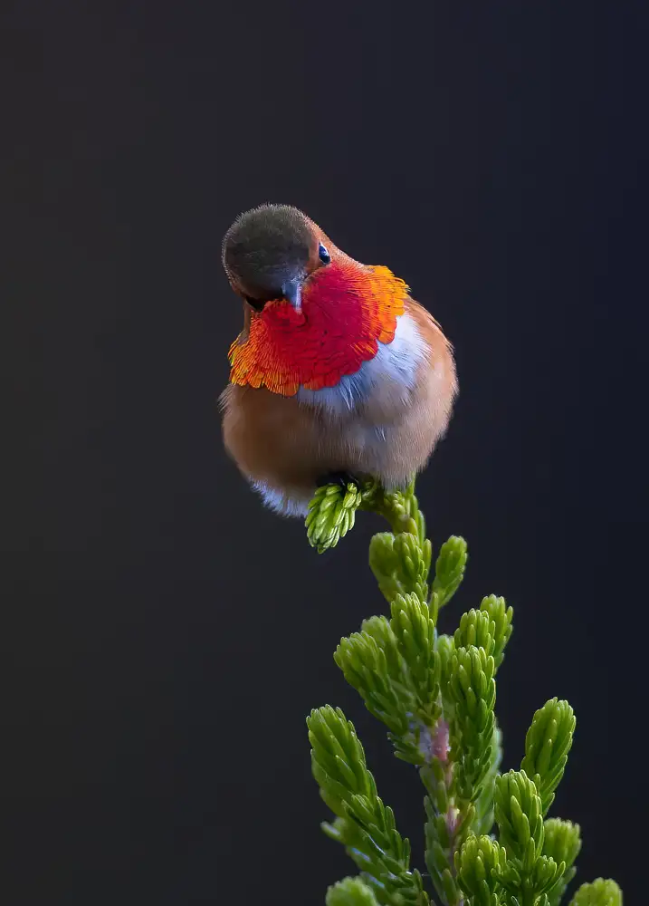 Huang, Johnson: Hummingbird