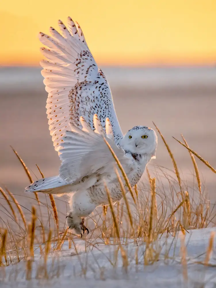 Huang, Tao: Snowy Owl