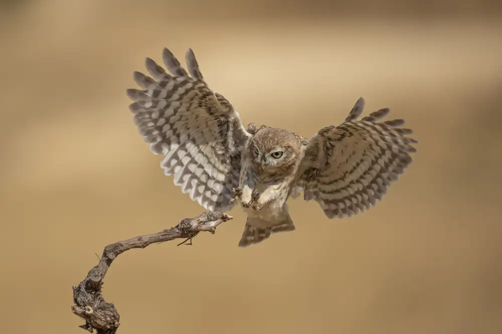 ilan: Little Owl