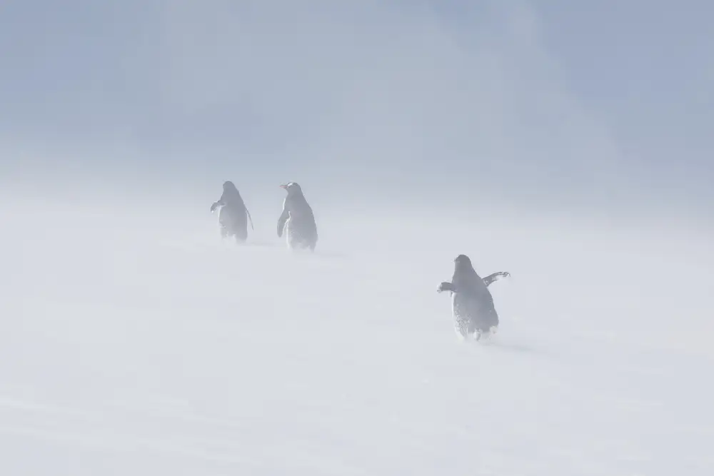 Wiolett: In the snowstorm
