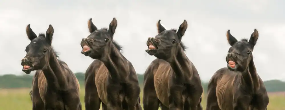 Weerink, Celine: Say cheese