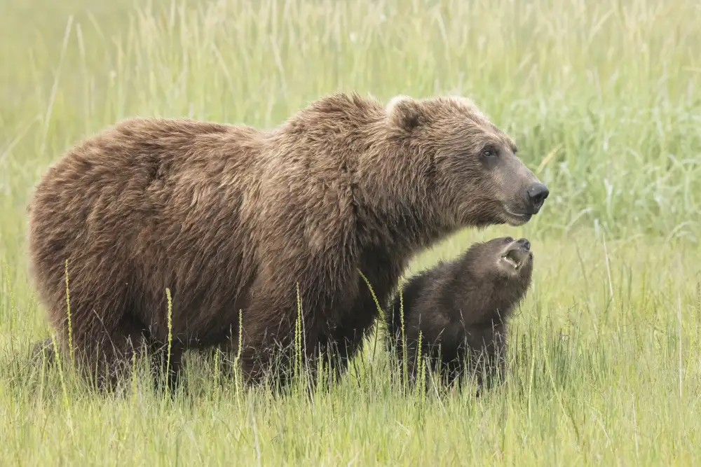 Lester, D Linda: MAMAN