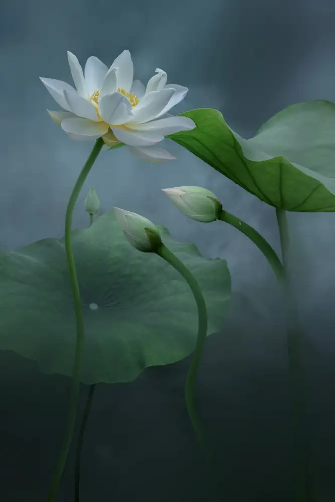 Ye, NingYun: Loto