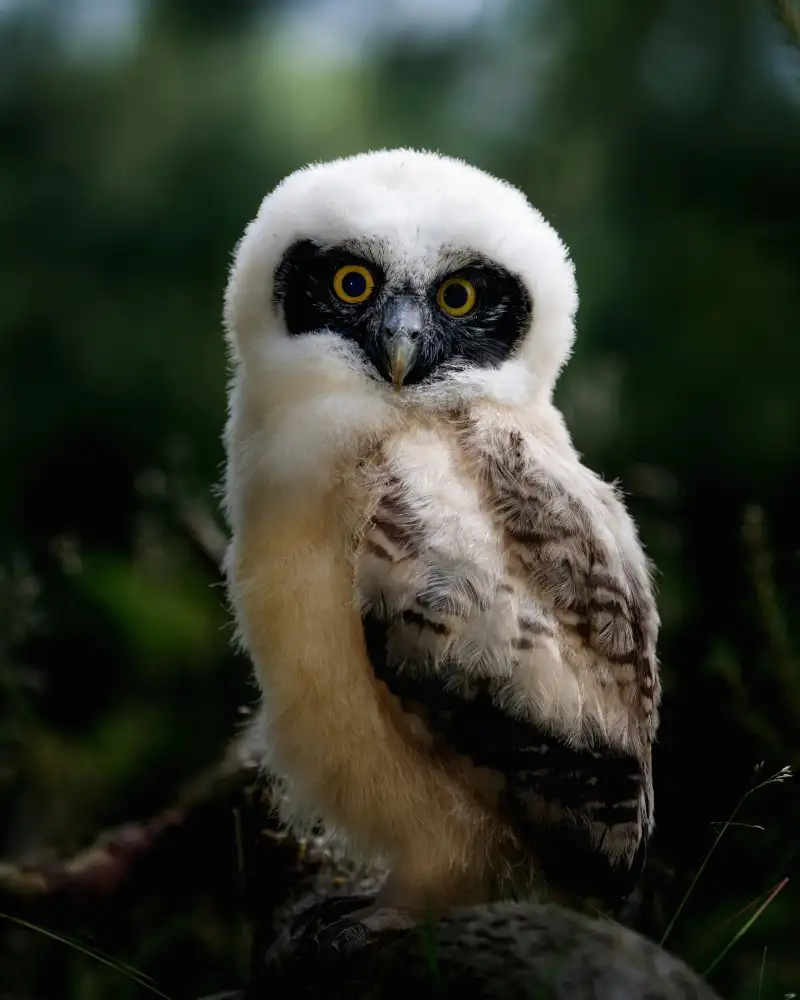 Firešová, Michaela: Little tawny owl