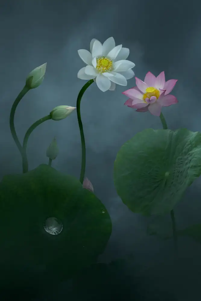 Ye, NingYun: Loto