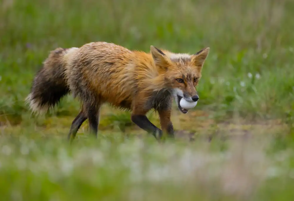 Huang, Johnson: red fox with an egg hiii