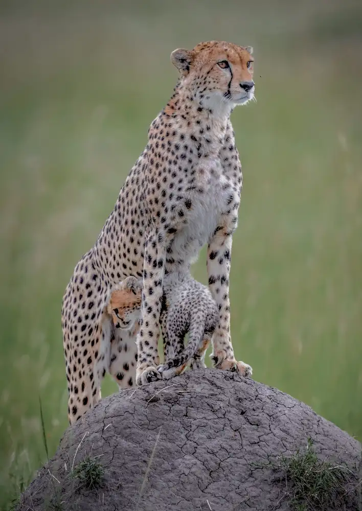 Roshkumar: Safe with Mother