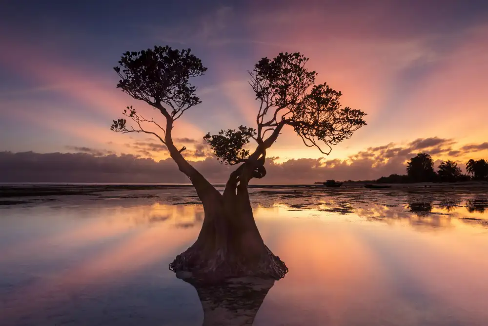 Widjaja, Sally: Alter Baum