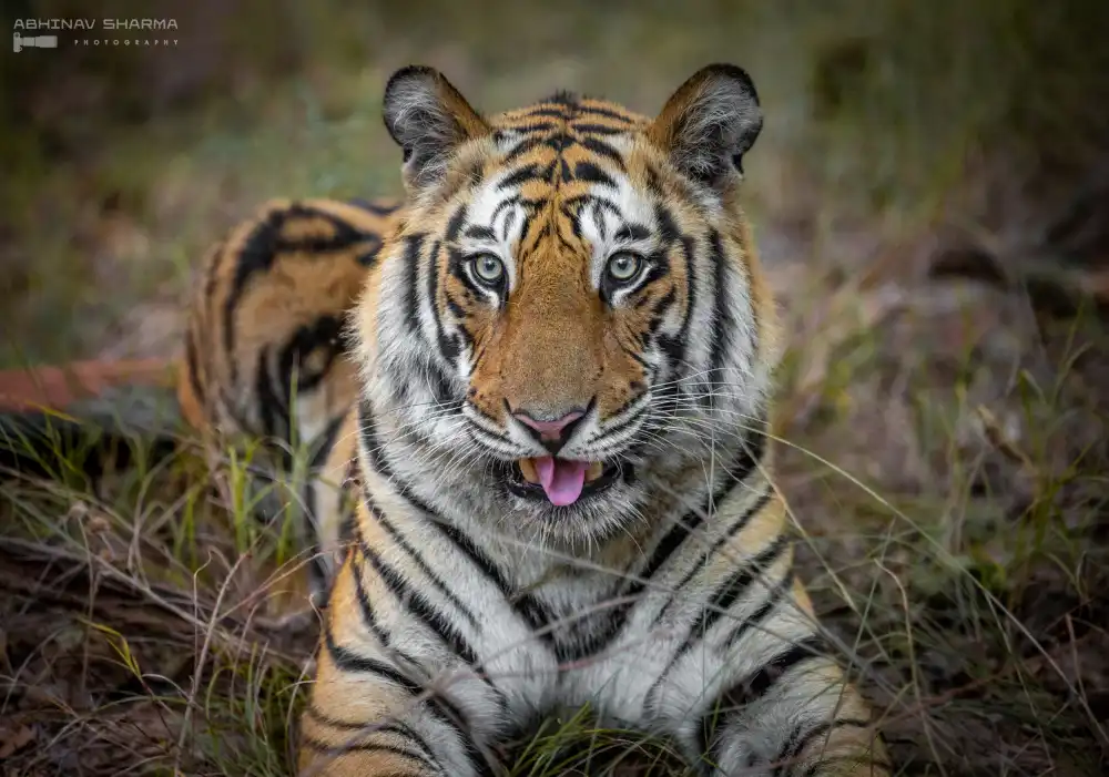 Sharma, Abhinav: Tigre effronté