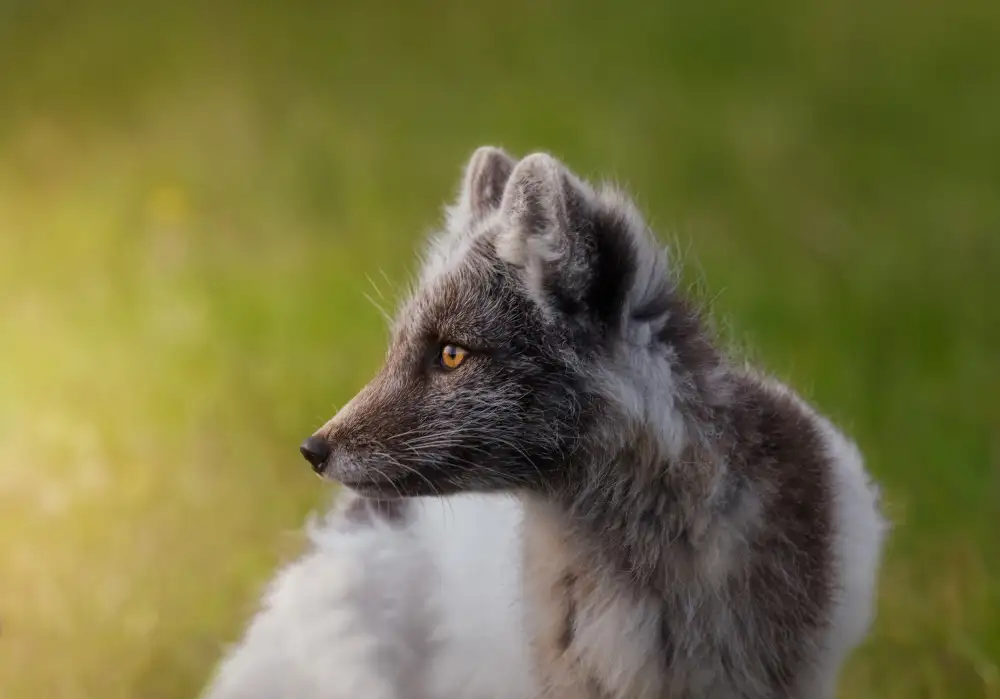 Joanaduenas: Vulpes lagopus or Artic Fox A730564