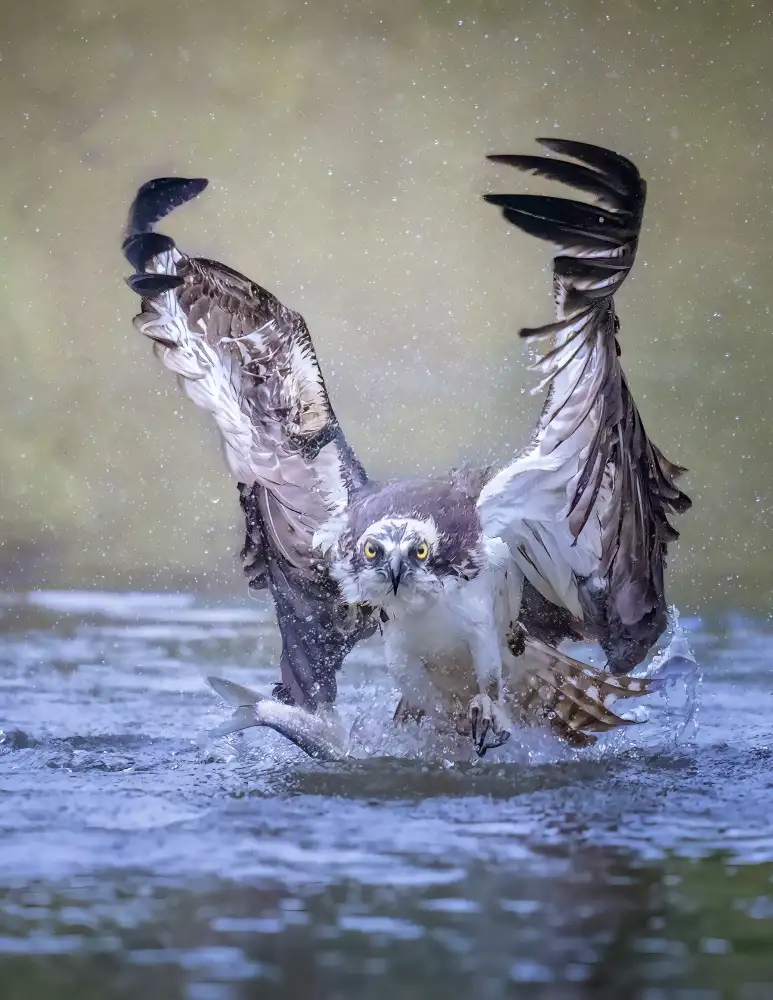 Huang, Tao: Osprey