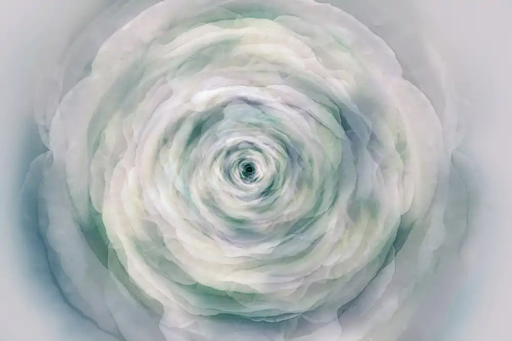 Shumilova, Ludmila: Eine Rose
