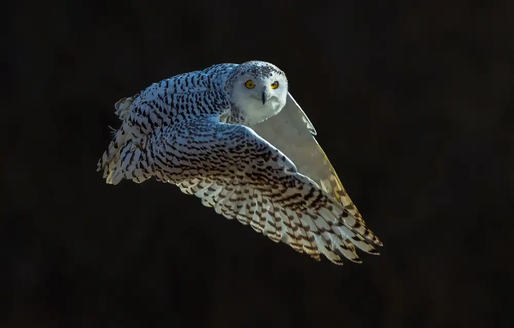 Huang, Johnson: Snow Owl