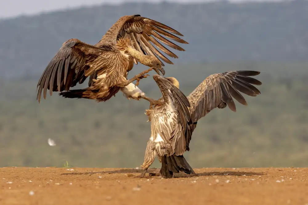 Catta, Alessandro: Vulture Fight
