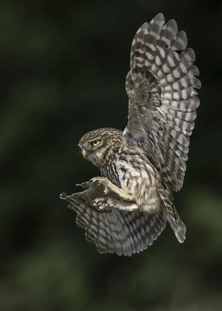 Helsen, Eddy: Little Owl
