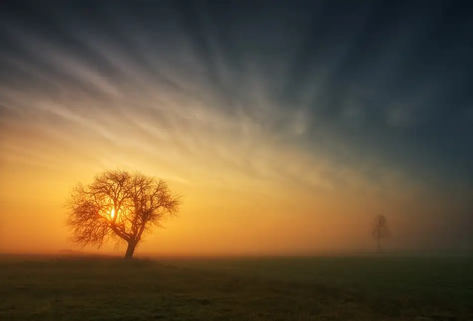 Browko, Krzysztof: Arbre...