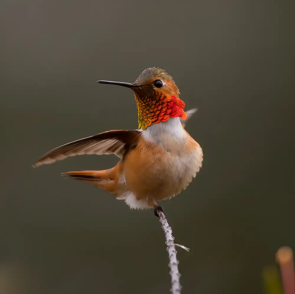 Huang, Johnson: hummingbird