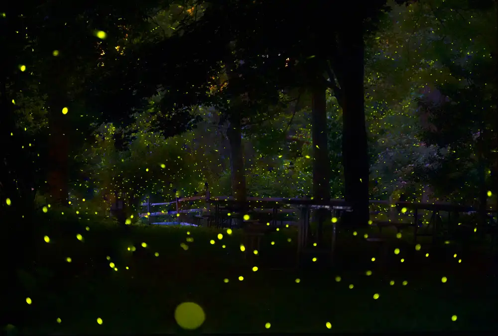 Liang, Ken: Incredibile luce delle lucciole