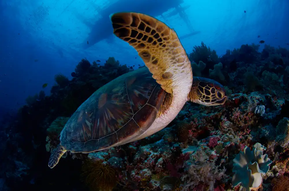 Lin, Y Ryan: Tortue de mer verte