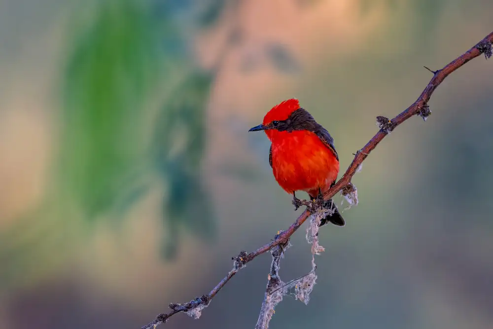 Xu, Jian: VERMILION FLYCATCHER