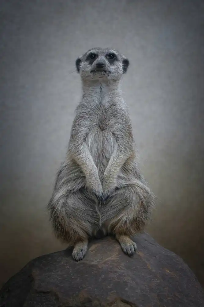 Guillemot, Mathilde: Suricata suricatta - Sentinel of the Desert