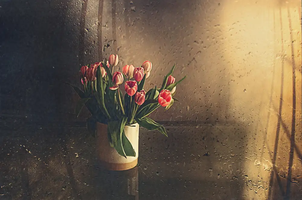 Ignatova, Desislava: tulips in the room