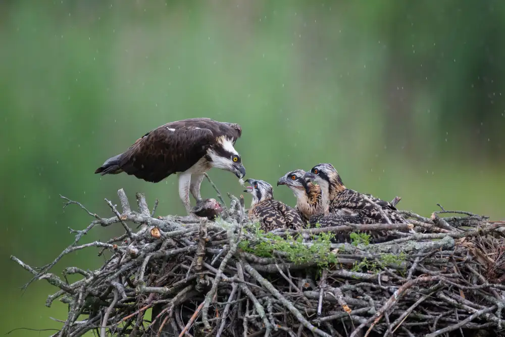 Wang, Max: Feeding Time
