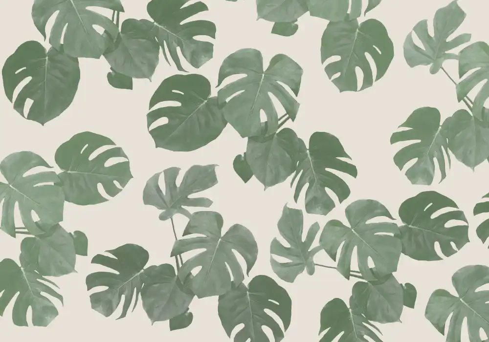 Studio, Pictufy: Monstera Leaves