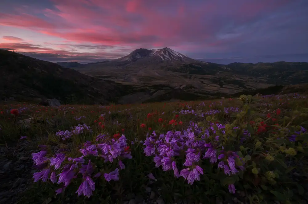 Jacobs, Lydia: Fleurs sauvages en fleurs au mont. ST Helens
