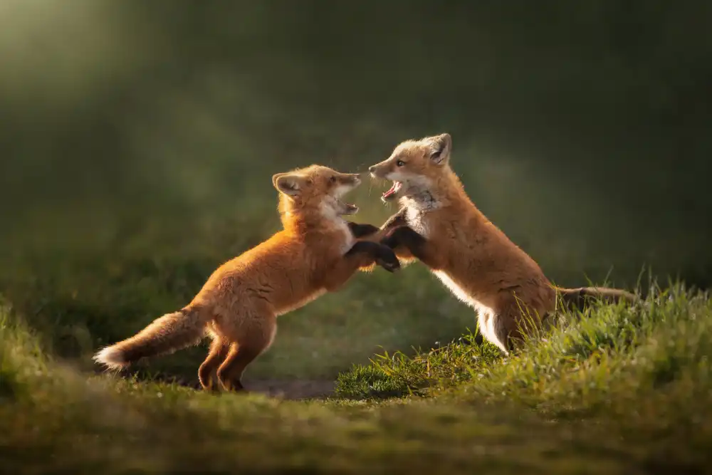 Li, Rob: Playful