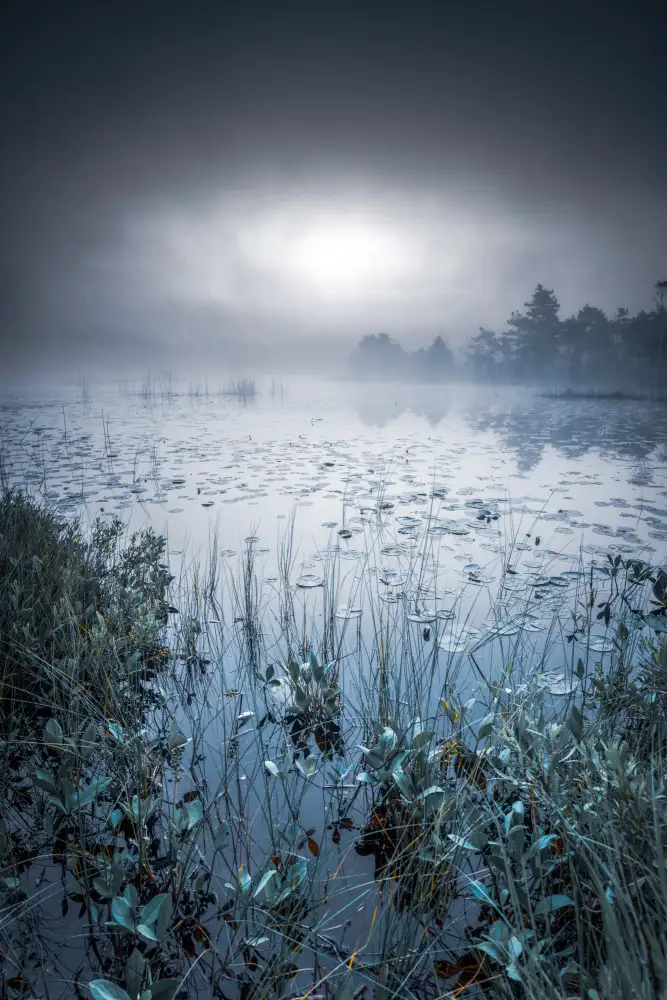 Pettersson, Benny: Mattina scandinava