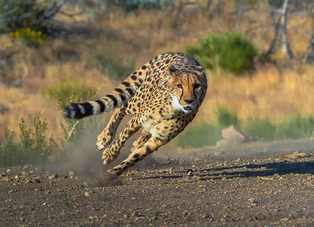 Huang, Johnson: Cheetah