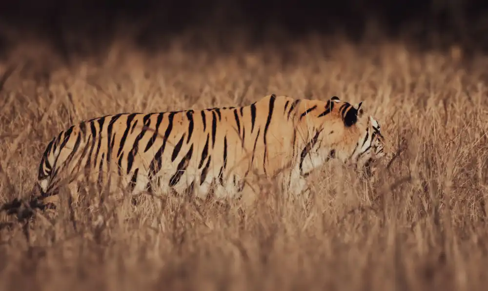 Sharma, Abhinav: Camouflage Tigre Artistique
