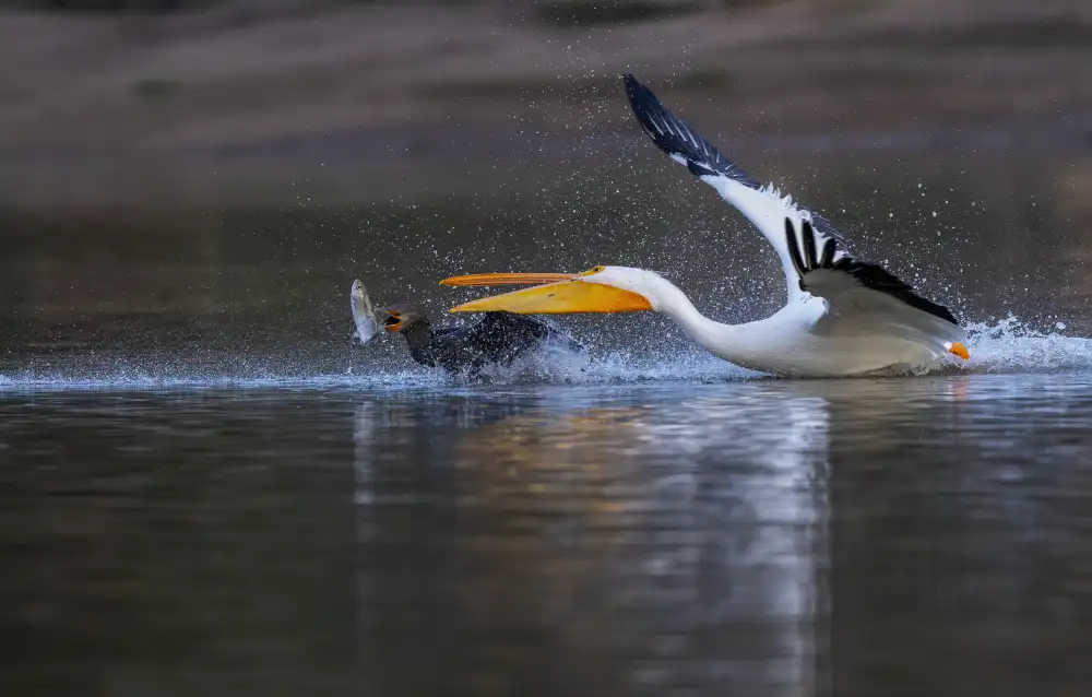 Tseng, Judy: Gimme The Fish!