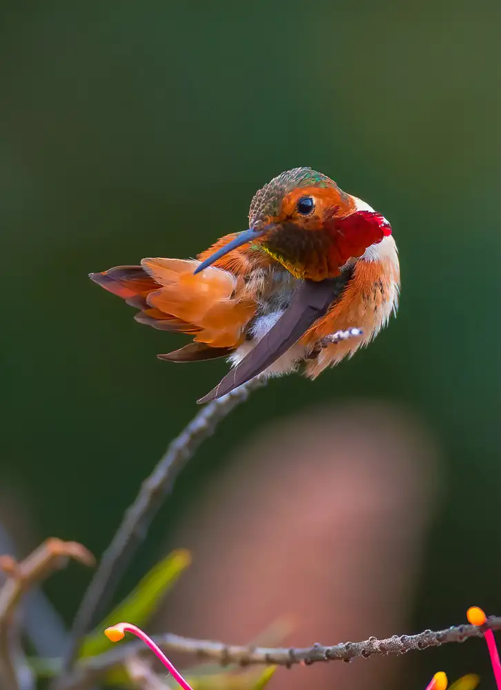 Huang, Johnson: hummingbird